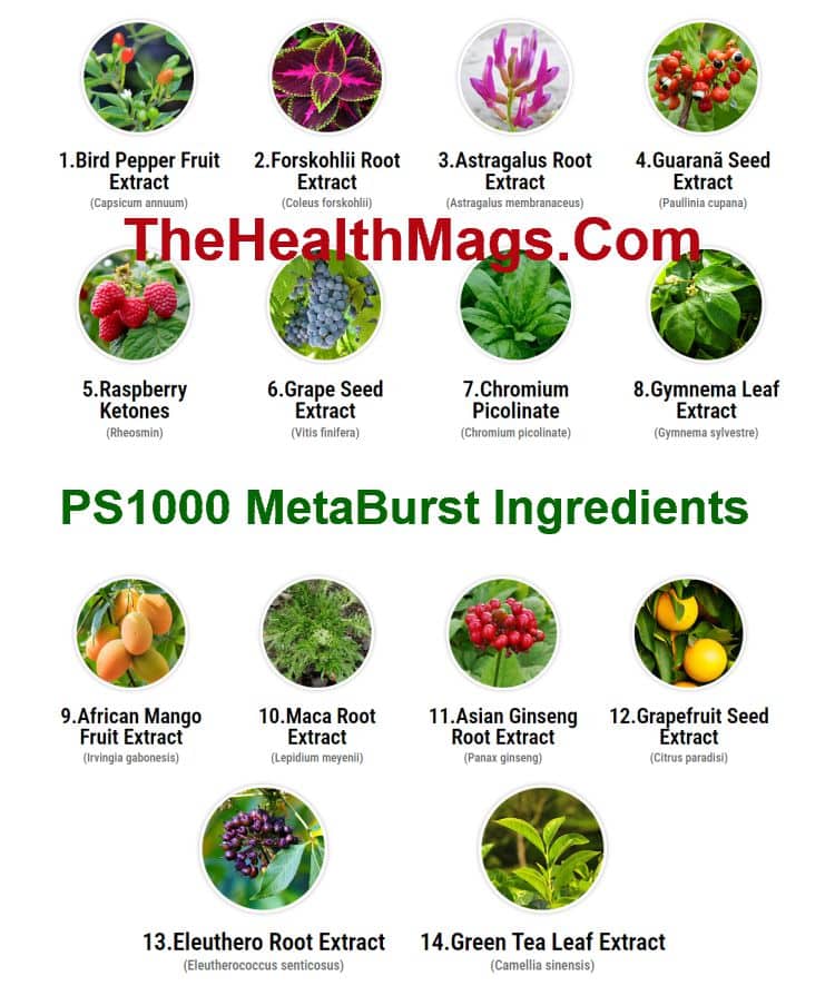 In every PS1000's MetaBurst drop you'll find: 23 clinically-researched ingredients that target metabolic efficiency, supercharging your calorie-burning engine